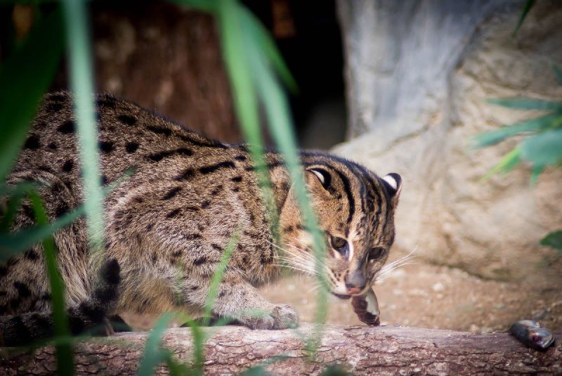 เสือปลา