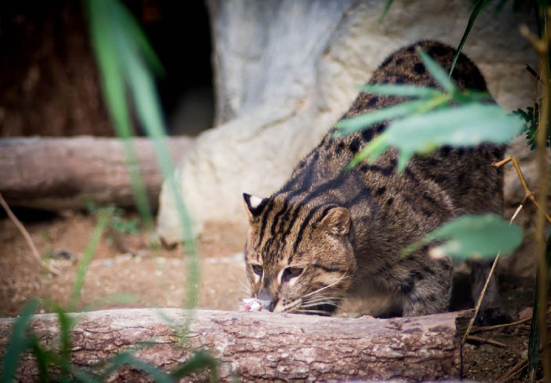 เสือปลา