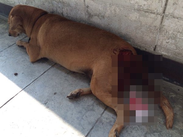 สารวัตรใจโหดไล่ยิงหมา