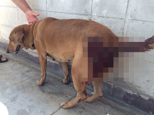 สารวัตรใจโหดไล่ยิงหมา