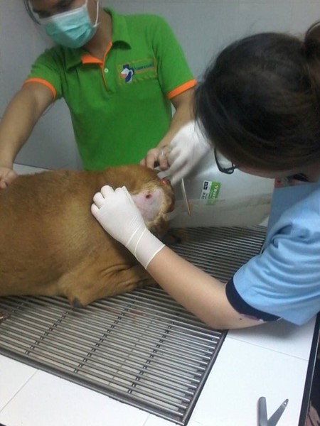 สารวัตรใจโหดไล่ยิงหมา