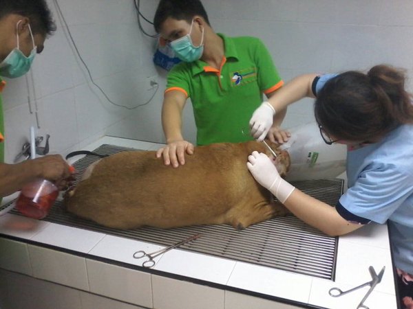 สารวัตรใจโหดไล่ยิงหมา