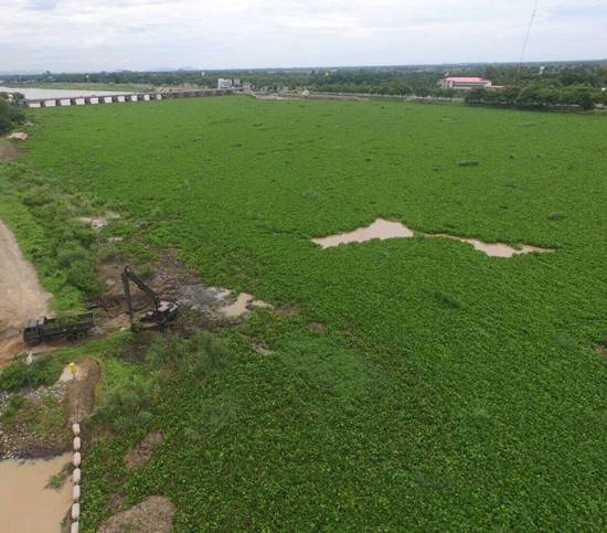 ผักตบชวา