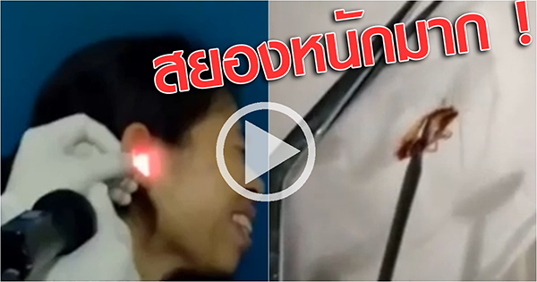 แมลงสาบ