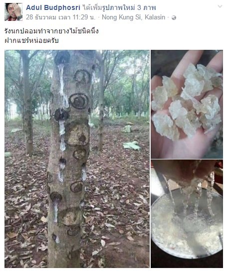 รังนกปลอม