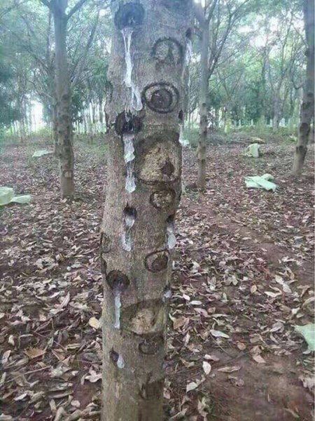 รังนกปลอม