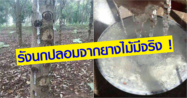 รังนกปลอม