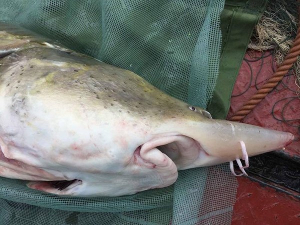 ชาวประมงจับปลาประหลาดดึกดำบรรพ์