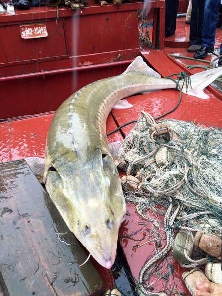 ชาวประมงจับปลาประหลาดดึกดำบรรพ์