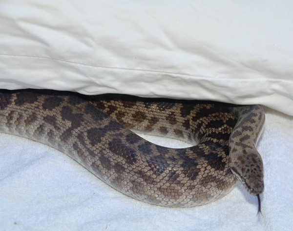 งูเหลือม