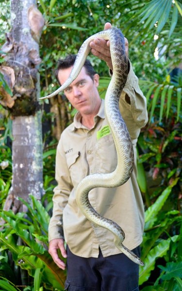 งูเหลือม