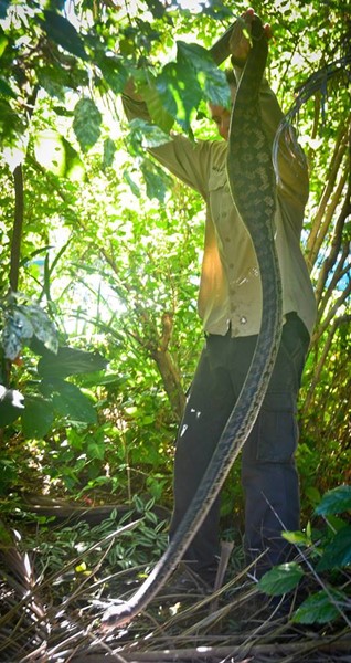 งูเหลือม