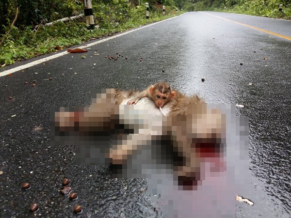 พบซากแม่ลิงโดนรถชนที่เขาใหญ่