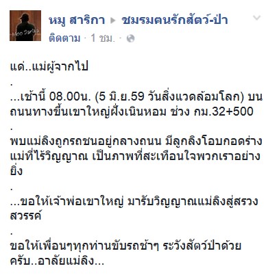 พบซากแม่ลิงโดนรถชนที่เขาใหญ่