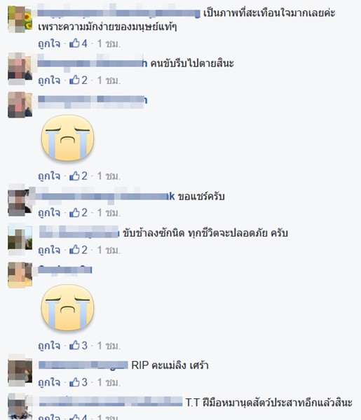พบซากแม่ลิงโดนรถชนที่เขาใหญ่