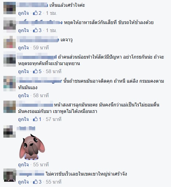 พบซากแม่ลิงโดนรถชนที่เขาใหญ่