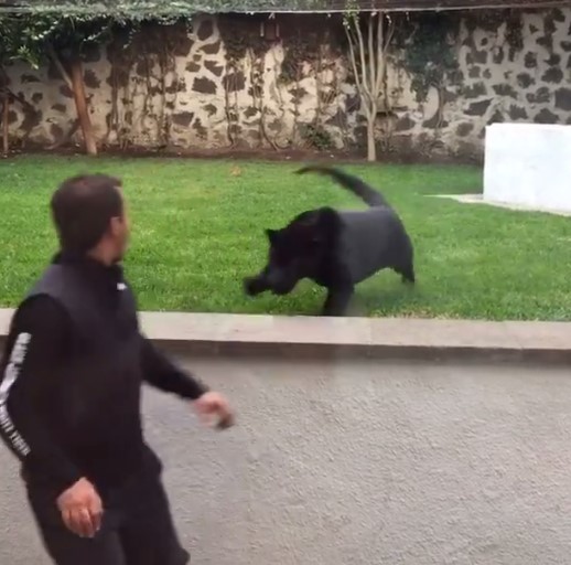 เสือดำย่องกระโจนใส่คนจากด้านหลัง