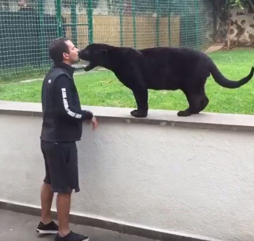 เสือดำย่องกระโจนใส่คนจากด้านหลัง