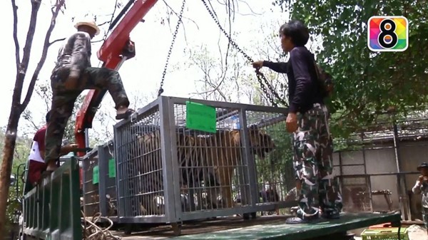 เสือวัดป่าหลวงตาบัว