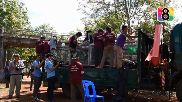 เสือวัดป่าหลวงตาบัว