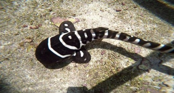 ฉลามเสือดาว