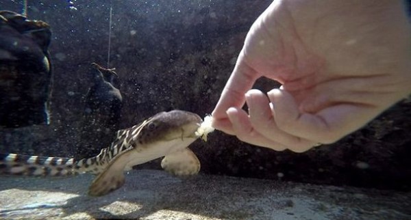 ฉลามเสือดาว