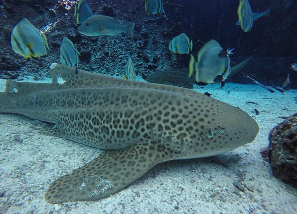 ฉลามเสือดาว