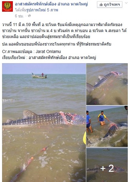 ฉลามวาฬติดอวน