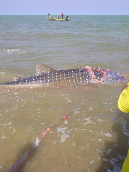 ฉลามวาฬติดอวน