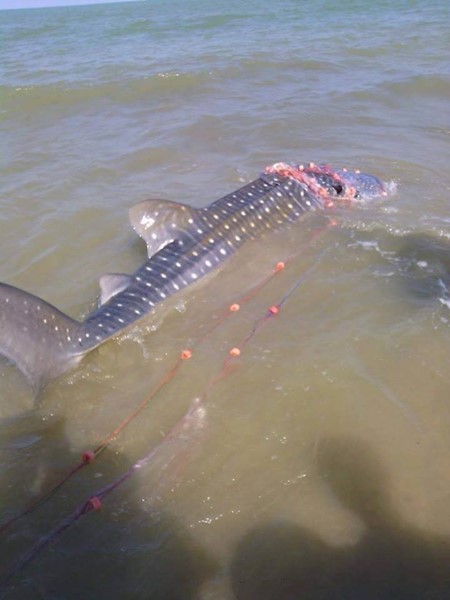 ฉลามวาฬติดอวน