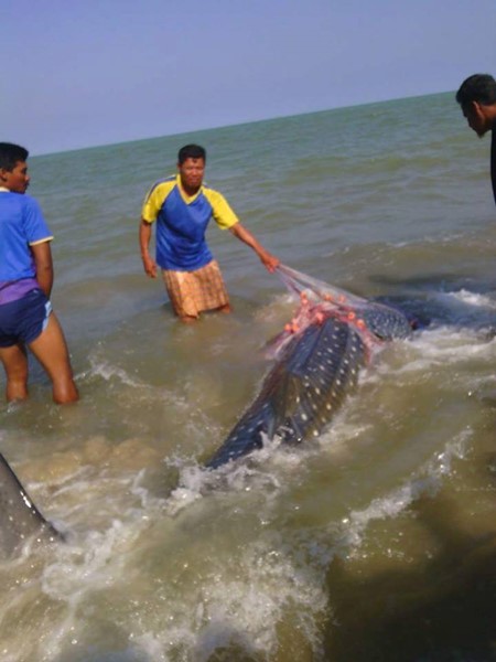 ฉลามวาฬติดอวน