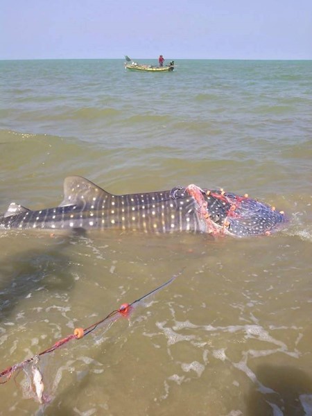 ฉลามวาฬติดอวน