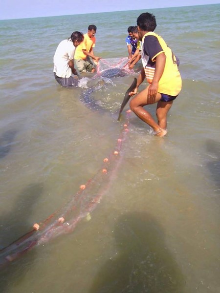 ฉลามวาฬติดอวน