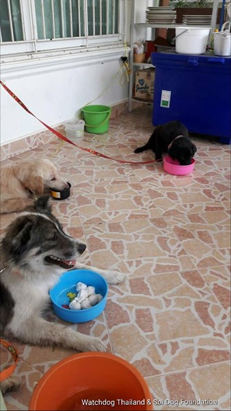 พระหนูที