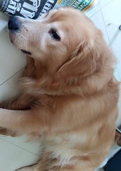 พระหนูที