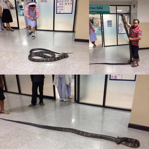 งูจงอาง