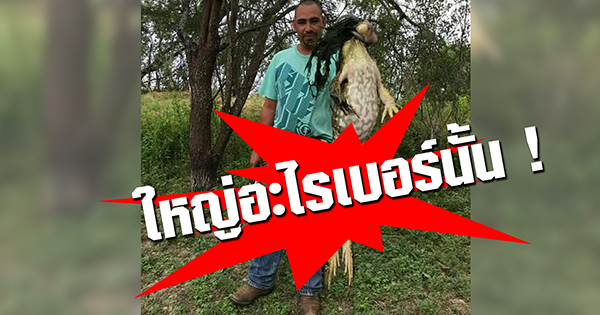 กบยักษ์