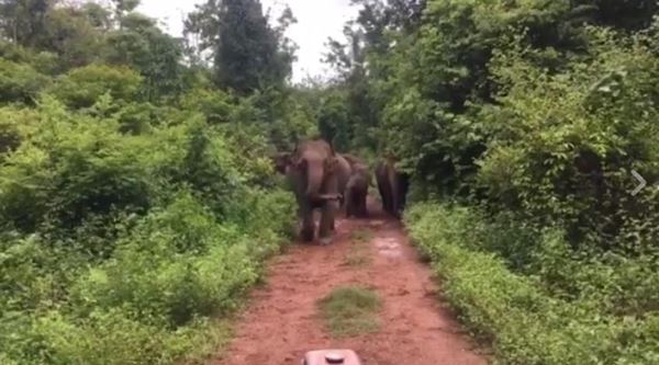 ช้างป่า