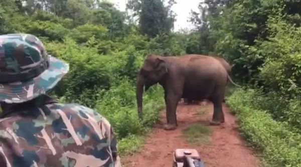 ช้างป่า