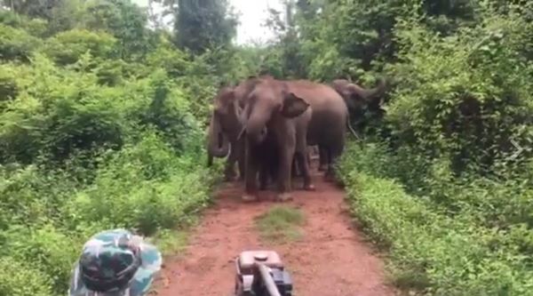 ช้างป่า