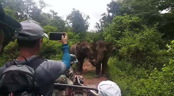 ช้างป่า