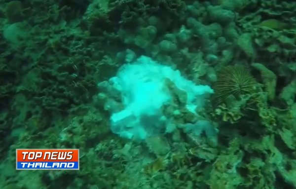 เเหม่มรัสเซีย หายตัวเกาะเต่า