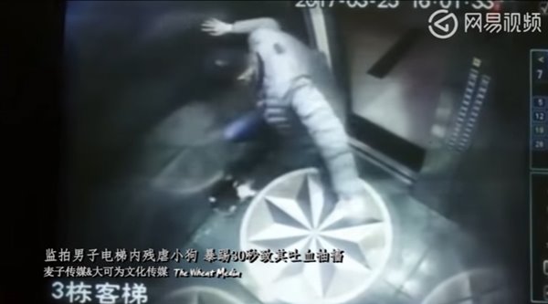 ชายใจเหี้ยม เตะ-กระทืบลูกหมาตาย