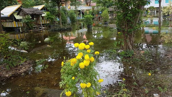 ดอกดาวเรืองกว่า