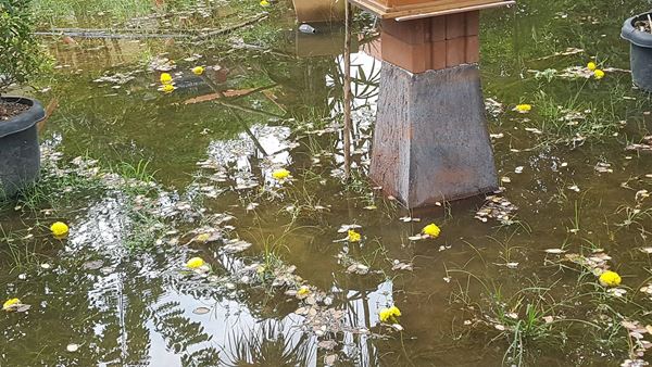 ดอกดาวเรืองกว่า