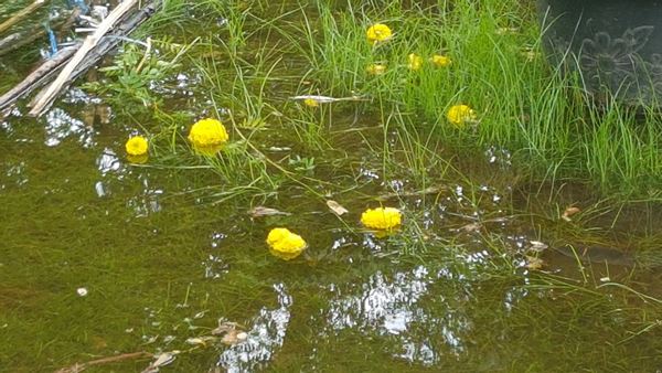 ดอกดาวเรืองกว่า