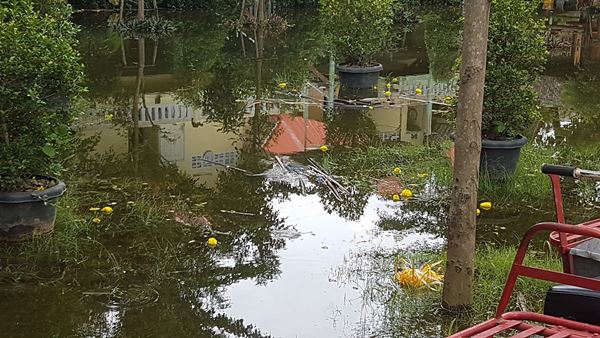 ดอกดาวเรืองกว่า