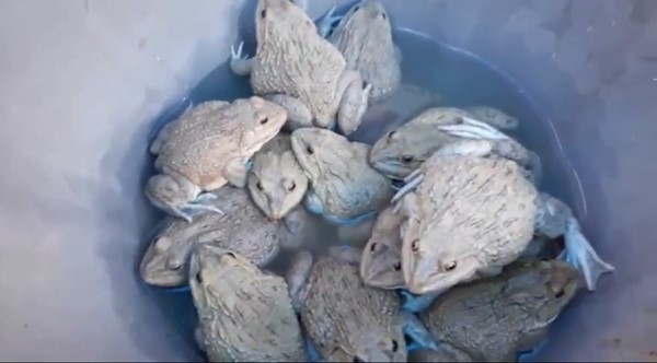 ปล่อยปลา