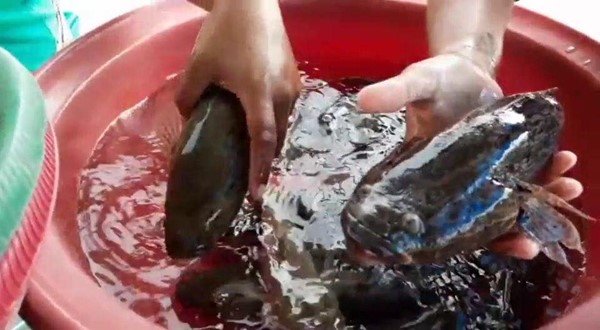 ปล่อยปลา