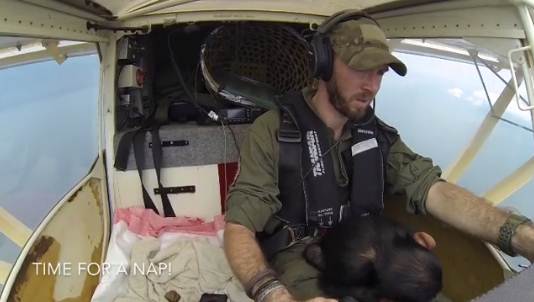 นักบินช่วยลูกชิมแปนซีกำพร้า